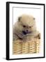 Pomeranian-null-Framed Photographic Print