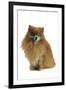 Pomeranian-null-Framed Photographic Print