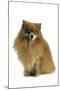 Pomeranian-null-Mounted Photographic Print