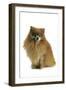 Pomeranian-null-Framed Photographic Print