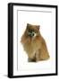 Pomeranian-null-Framed Photographic Print