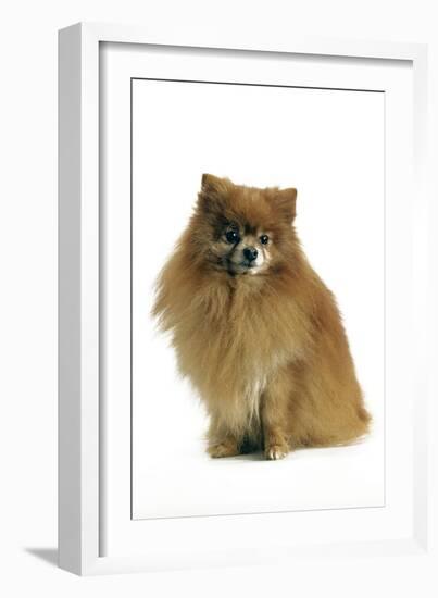 Pomeranian-null-Framed Photographic Print