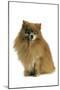 Pomeranian-null-Mounted Photographic Print