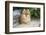 Pomeranian-null-Framed Photographic Print