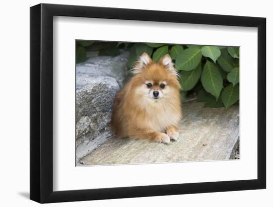 Pomeranian-null-Framed Photographic Print