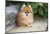 Pomeranian-null-Mounted Photographic Print