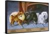 Pomeranians, Maltese Terrier-null-Framed Stretched Canvas