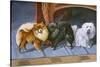 Pomeranians, Maltese Terrier-null-Stretched Canvas