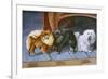 Pomeranians, Maltese Terrier-null-Framed Art Print