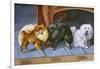 Pomeranians, Maltese Terrier-null-Framed Art Print