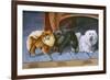 Pomeranians, Maltese Terrier-null-Framed Premium Giclee Print