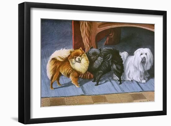 Pomeranians, Maltese Terrier-null-Framed Art Print