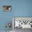 Pomeranians, Maltese Terrier-null-Stretched Canvas displayed on a wall