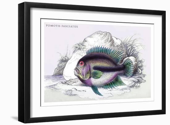 Pometis Fasciatus-Robert Hermann Schomburgk-Framed Art Print