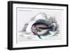 Pometis Fasciatus-Robert Hermann Schomburgk-Framed Art Print