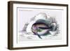 Pometis Fasciatus-Robert Hermann Schomburgk-Framed Premium Giclee Print