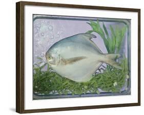 Pomfret, tagliatelle, tarragon & spring onion, 1990-Norman Hollands-Framed Photographic Print