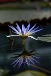 Blue Lotus Water Lily and Reflection-PomInOz-Photographic Print