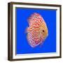 Pompadour or Symphysodon Fish in the Aquarium-Charoen Pattarapitak-Framed Photographic Print