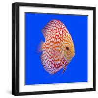 Pompadour or Symphysodon Fish in the Aquarium-Charoen Pattarapitak-Framed Photographic Print