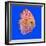 Pompadour or Symphysodon Fish in the Aquarium-Charoen Pattarapitak-Framed Photographic Print