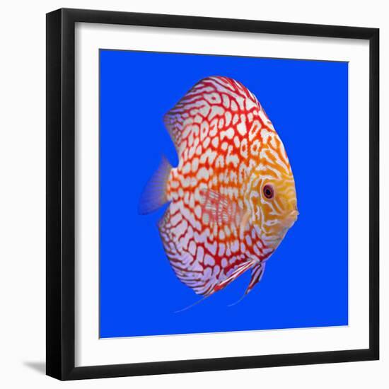 Pompadour or Symphysodon Fish in the Aquarium-Charoen Pattarapitak-Framed Photographic Print