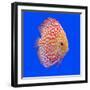 Pompadour or Symphysodon Fish in the Aquarium-Charoen Pattarapitak-Framed Photographic Print