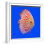 Pompadour or Symphysodon Fish in the Aquarium-Charoen Pattarapitak-Framed Photographic Print