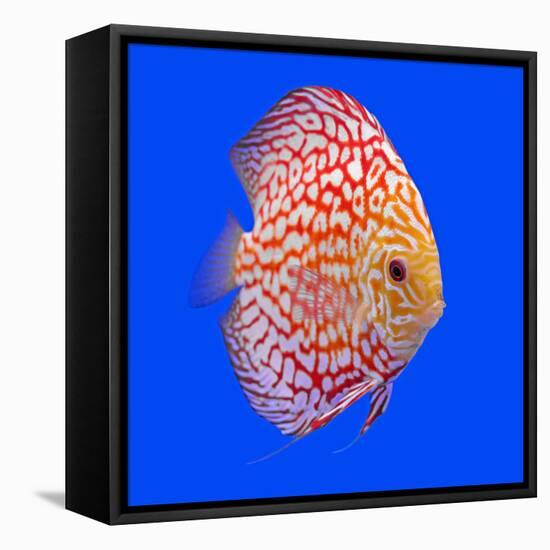 Pompadour or Symphysodon Fish in the Aquarium-Charoen Pattarapitak-Framed Stretched Canvas