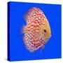 Pompadour or Symphysodon Fish in the Aquarium-Charoen Pattarapitak-Stretched Canvas