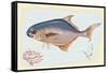 Pompano Fish on Retro Style Background-Milovelen-Framed Stretched Canvas
