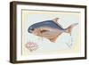 Pompano Fish on Retro Style Background-Milovelen-Framed Art Print