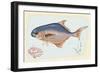 Pompano Fish on Retro Style Background-Milovelen-Framed Art Print