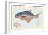 Pompano Fish on Retro Style Background-Milovelen-Framed Art Print