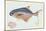 Pompano Fish on Retro Style Background-Milovelen-Mounted Art Print