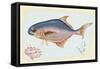 Pompano Fish on Retro Style Background-Milovelen-Framed Stretched Canvas