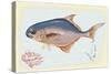 Pompano Fish on Retro Style Background-Milovelen-Stretched Canvas