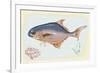 Pompano Fish on Retro Style Background-Milovelen-Framed Premium Giclee Print