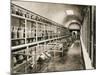 Pompeii Museum, Pompeii, Italy, C1900s-null-Mounted Giclee Print