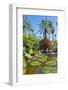 Pond and Palm Tree-Matthew Williams-Ellis-Framed Photographic Print