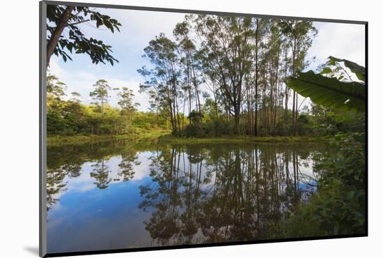 Pond, Andasibe-Mantadia National Park, Madagascar, Africa-G&M Therin-Weise-Mounted Photographic Print