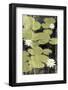 Pond Blossoms-Erin Clark-Framed Art Print