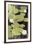 Pond Blossoms-Erin Clark-Framed Giclee Print