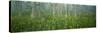Pond, Cypress Trees, Tall Milkwort Plants, Flowers, Antioch Church Bay, North Carolina, USA-null-Stretched Canvas