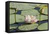 Pond Filled with Lotus, Tamil Nadu, India, Asia-Balan Madhavan-Framed Stretched Canvas