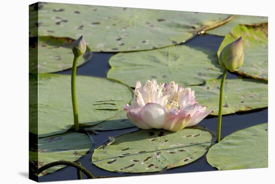 Pond Filled with Lotus, Tamil Nadu, India, Asia-Balan Madhavan-Stretched Canvas