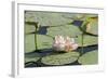 Pond Filled with Lotus, Tamil Nadu, India, Asia-Balan Madhavan-Framed Photographic Print