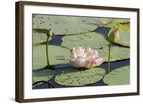 Pond Filled with Lotus, Tamil Nadu, India, Asia-Balan Madhavan-Framed Photographic Print