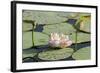 Pond Filled with Lotus, Tamil Nadu, India, Asia-Balan Madhavan-Framed Photographic Print