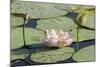 Pond Filled with Lotus, Tamil Nadu, India, Asia-Balan Madhavan-Mounted Photographic Print